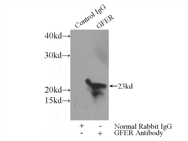 IP Result of anti-GFER (IP:Catalog No:107883, 3ug; Detection:Catalog No:107883 1:1000) with mouse liver tissue lysate 4000ug.