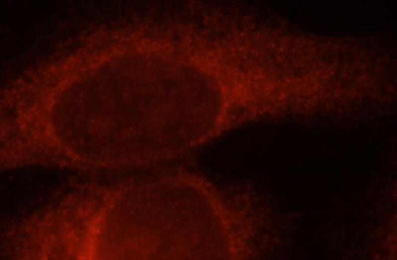 Immunofluorescent analysis of Hela cells, using KCTD5 antibody Catalog No:112021 at 1:25 dilution and Rhodamine-labeled goat anti-rabbit IgG (red).