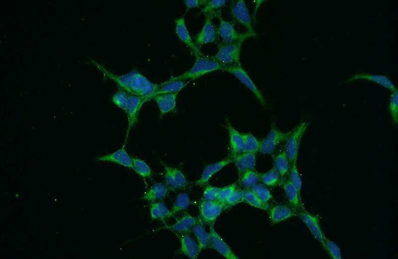Immunofluorescent analysis of HEK-293 cells using Catalog No:114299(PSEN1 Antibody) at dilution of 1:50 and Alexa Fluor 488-congugated AffiniPure Goat Anti-Rabbit IgG(H+L)