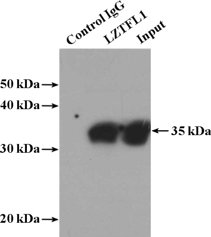 IP Result of anti-LZTFL1 (IP:Catalog No:112419, 4ug; Detection:Catalog No:112419 1:800) with HEK-293 cells lysate 3000ug.