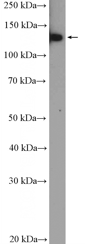 HeLa cells were subjected to SDS PAGE followed by western blot with Catalog No:111706(HTATSF1 Antibody) at dilution of 1:2000