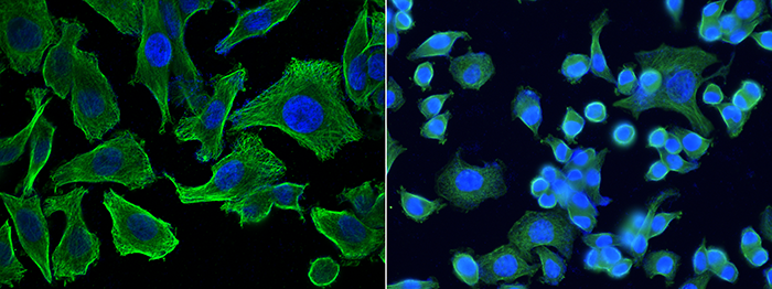 MCP-3 / CCL7 Antibody, Mouse MAb, Immunofluorescence