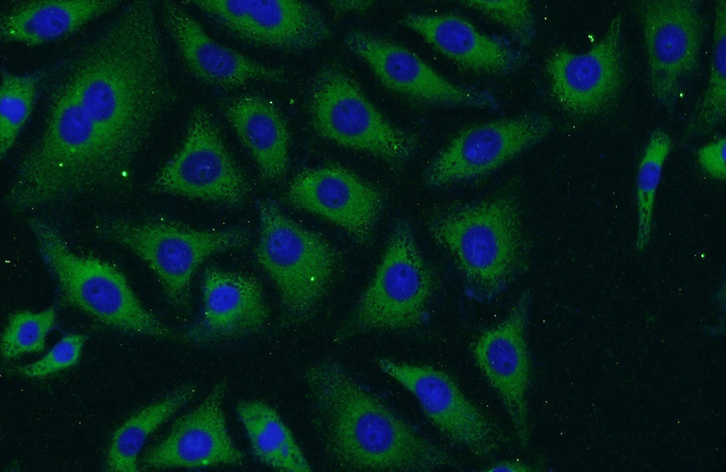 Immunofluorescent analysis of (-20oc Ethanol) fixed SH-SY5Y cells using Catalog No:113831(PHOX2A Antibody) at dilution of 1:50 and Alexa Fluor 488-congugated AffiniPure Goat Anti-Rabbit IgG(H+L)