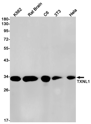 Western blot detection of TXNL1 in K562,Rat Brain,C6,3T3,Hela cell lysates using TXNL1 Rabbit pAb(1:1000 diluted).Predicted band size:32kDa.Observed band size:32kDa.