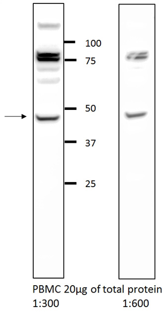 WB result of GLRA2 antibody (Catalog No:111031, 1:600) with PBMC cells. Proteintech αGLRA2 Catalog No:111031 in 10% BSA / TBS 0.05% Tween-20 O/N @ 4°C Goat anti-rabbit HRP 1:10000 in 5% milk / TBS 0.05% Tween-20 1h @ RT.