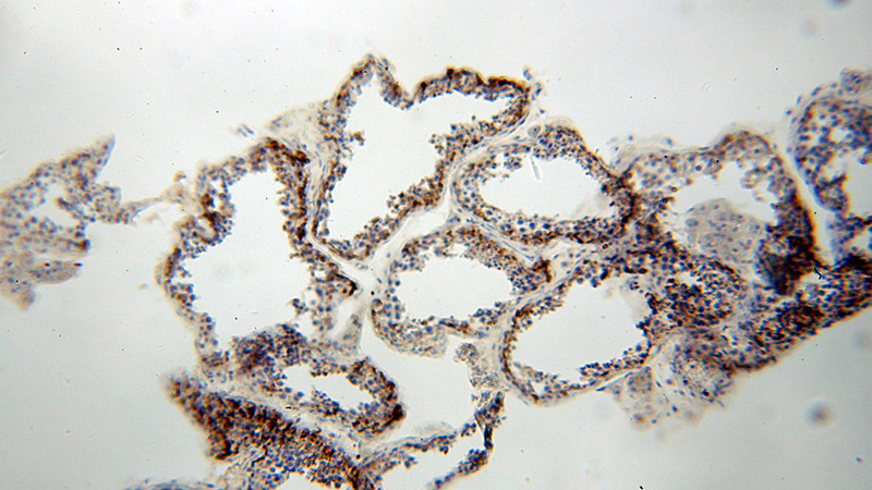 Immunohistochemical of paraffin-embedded human testis using Catalog No:111863(ITGB3 antibody) at dilution of 1:50 (under 10x lens)