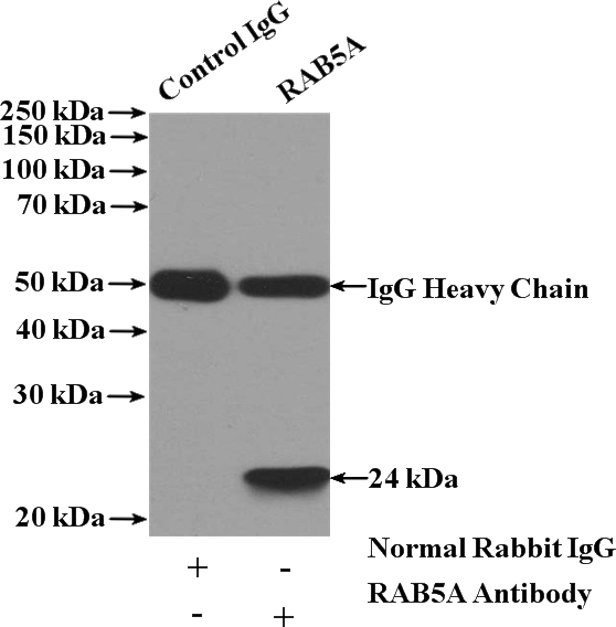IP Result of anti-RAB5A-Specific (IP:Catalog No:114454, 4ug; Detection:Catalog No:114454 1:600) with mouse brain tissue lysate 4000ug.