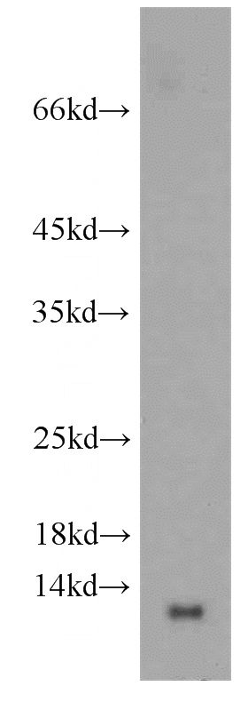mouse lung tissue were subjected to SDS PAGE followed by western blot with Catalog No:111034(GLRX antibody) at dilution of 1:300