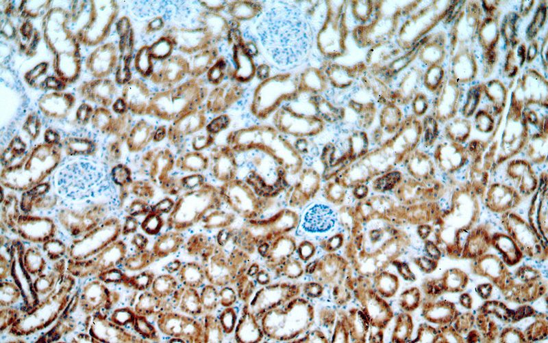 Immunohistochemical of paraffin-embedded human kidney using Catalog No:111875(IVNS1ABP antibody) at dilution of 1:100 (under 10x lens)