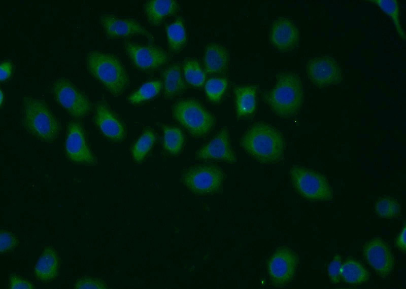 Immunofluorescent analysis of MCF-7 cells using Catalog No:109598(GPS1 Antibody) at dilution of 1:25 and Alexa Fluor 488-congugated AffiniPure Goat Anti-Rabbit IgG(H+L)