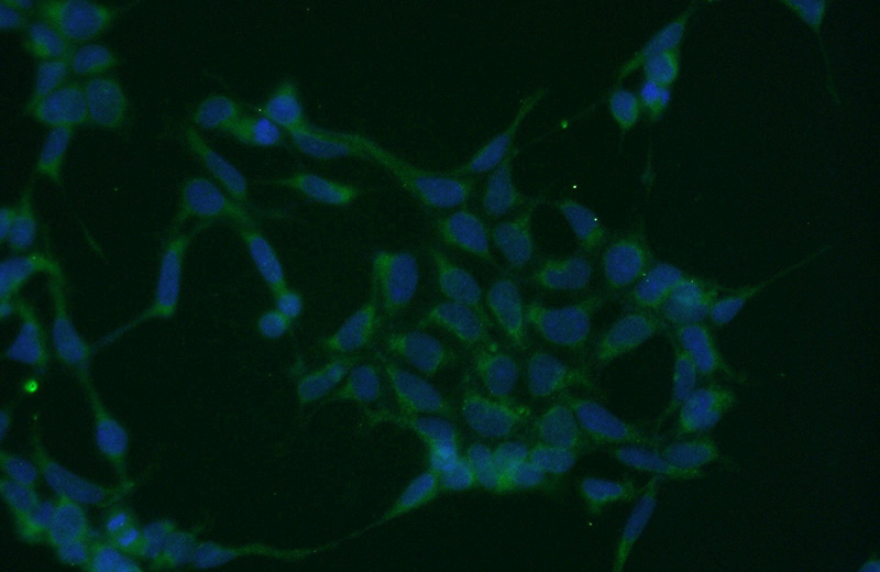 Immunofluorescent analysis of HEK-293 cells using Catalog No:108295(ATG3 Antibody) at dilution of 1:50 and Alexa Fluor 488-congugated AffiniPure Goat Anti-Rabbit IgG(H+L)