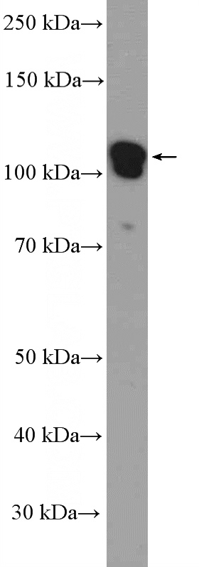 PC-3 cells were subjected to SDS PAGE followed by western blot with Catalog No:113689(PCDH10 Antibody) at dilution of 1:300