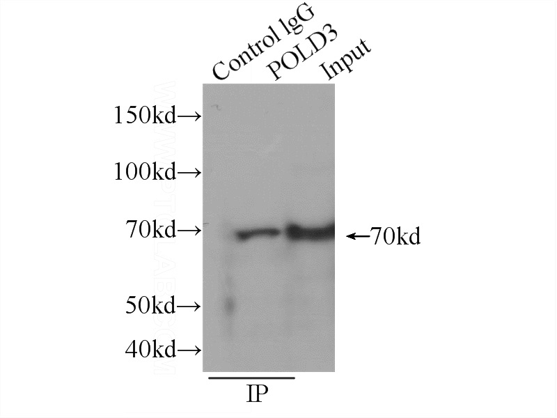 IP Result of anti-POLD3 (IP:Catalog No:113999, 4ug; Detection:Catalog No:113999 1:300) with MCF-7 cells lysate 2560ug.