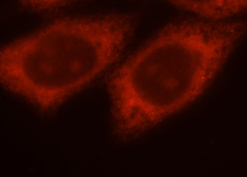 Immunofluorescent analysis of HepG2 cells, using THTPA antibody Catalog No:116058 at 1:25 dilution and Rhodamine-labeled goat anti-rabbit IgG (red).