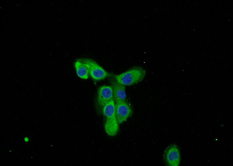 Immunofluorescent analysis of A431 cells using Catalog No:109018(Cd2ap Antibody) at dilution of 1:50 and Alexa Fluor 488-congugated AffiniPure Goat Anti-Rabbit IgG(H+L)