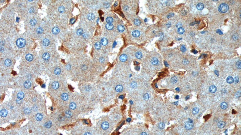 Immunohistochemistry of paraffin-embedded human liver tissue slide using Catalog No:109061(CD169 Antibody) at dilution of 1:200 (under 40x lens).