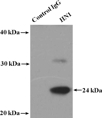 IP Result of anti-HN1 (IP:Catalog No:111494, 4ug; Detection:Catalog No:111494 1:1000) with MCF-7 cells lysate 3200ug.