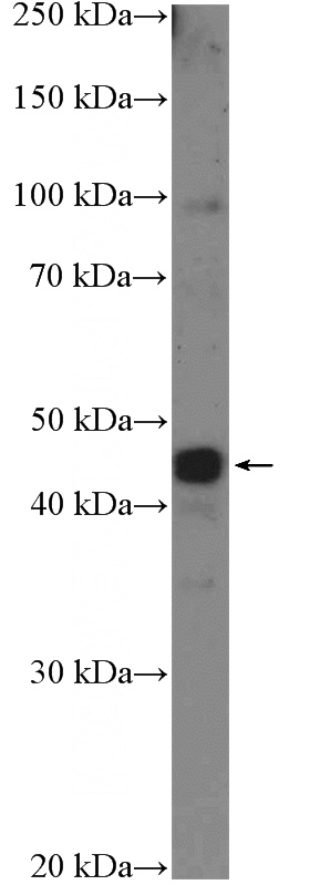 Neuro-2a cells were subjected to SDS PAGE followed by western blot with Catalog No:111940(ISL2 Antibody) at dilution of 1:600