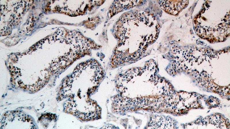 Immunohistochemical of paraffin-embedded human testis using Catalog No:111150(GPX5 antibody) at dilution of 1:50 (under 10x lens)