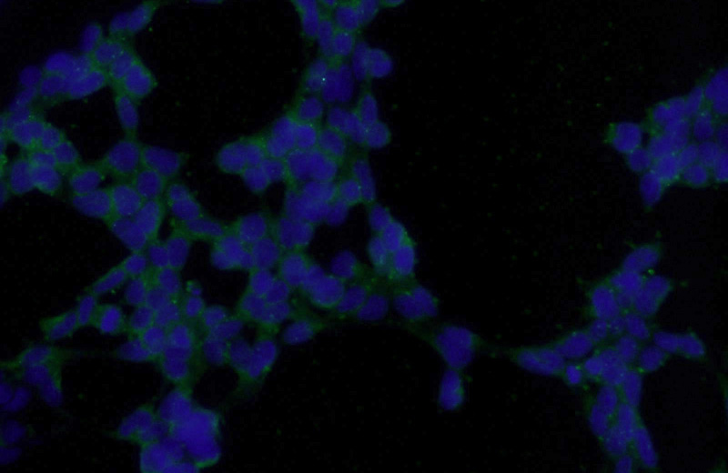 Immunofluorescent analysis of HEK-293 cells using Catalog No:111344(TGFB1I1 Antibody) at dilution of 1:25 and Alexa Fluor 488-congugated AffiniPure Goat Anti-Rabbit IgG(H+L)