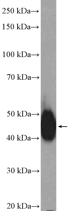 mouse brain tissue were subjected to SDS PAGE followed by western blot with Catalog No:112362(LUC7L Antibody) at dilution of 1:1000