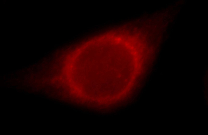 Immunofluorescent analysis of Hela cells, using TXNDC5 antibody Catalog No:116452 at 1:25 dilution and Rhodamine-labeled goat anti-rabbit IgG (red).