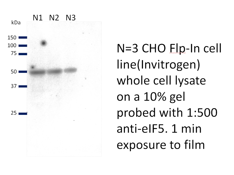 WB result of EIF5 antibody (Catalog No:110266, 1:500) with CHO cell lysate by Dr. Emma Hargreaves.