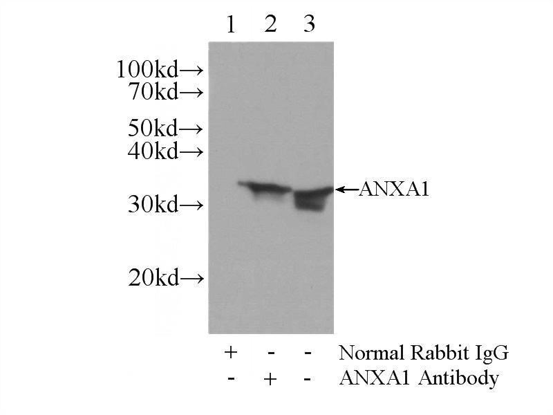 IP Result of anti-ANXA1 (IP:Catalog No:108088, 3ug; Detection:Catalog No:108088 1:2000) with HeLa cells lysate 2400ug.