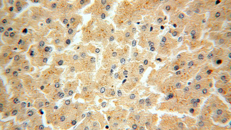 Immunohistochemical of paraffin-embedded human liver using Catalog No:110791(FUCA2 antibody) at dilution of 1:100 (under 40x lens)