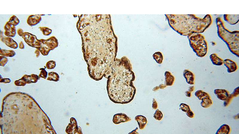 Immunohistochemical of paraffin-embedded human placenta using Catalog No:113652(PDCL antibody) at dilution of 1:50 (under 10x lens)