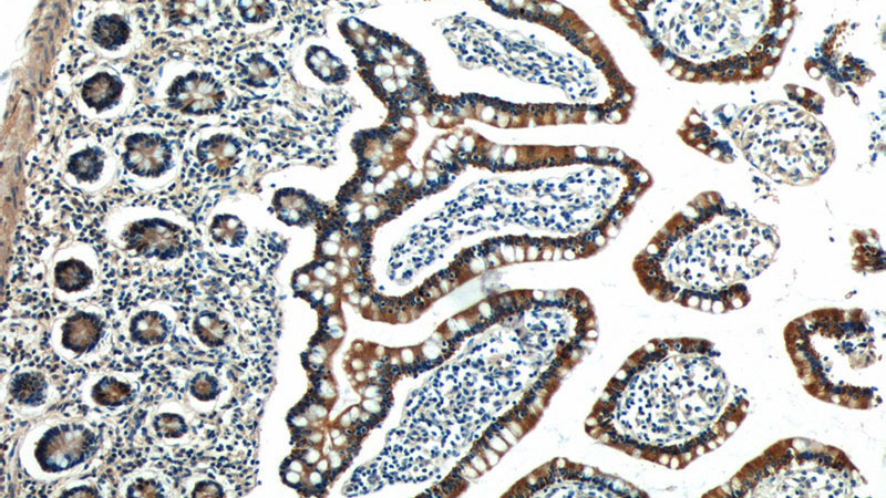 Immunohistochemistry of paraffin-embedded human small intestine tissue slide using Catalog No:111917(KAZALD1 Antibody) at dilution of 1:50 (under 10x lens)