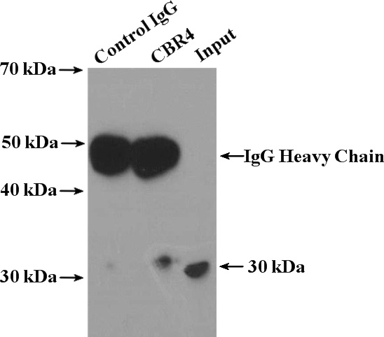 IP Result of anti-CBR4 (IP:Catalog No:108941, 4ug; Detection:Catalog No:108941 1:300) with HepG2 cells lysate 3400ug.