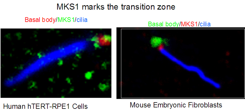 IF result from Dr. Corbit, Kevin. anti-MKS1(Catalog No:112670) marks the transition zone of Human hTERT-RPE1 cells and Mouse embryonic fibroblasts.