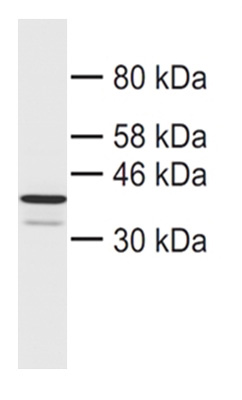 WB result of anti-CHMP4B (Catalog No:109235) with “in vitro translated MYC-CHMP4B in wheatgerm lysates”.