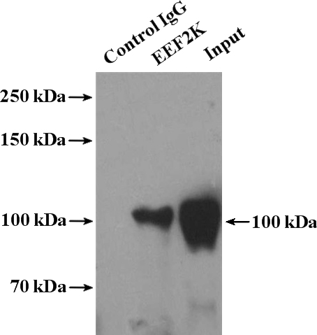 IP Result of anti-EEF2K (IP:Catalog No:110317, 4ug; Detection:Catalog No:110317 1:500) with PC-3 cells lysate 3200ug.