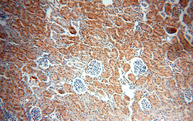 Immunohistochemical of paraffin-embedded human kidney using Catalog No:115511(SOX13 antibody) at dilution of 1:100 (under 10x lens)