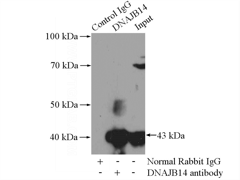 IP Result of anti-DNAJB14 (IP:Catalog No:110092, 4ug; Detection:Catalog No:110092 1:1000) with Jurkat cells lysate 3080ug.