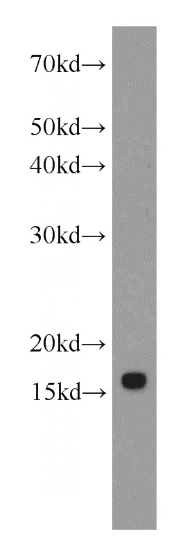 HepG2 cells were subjected to SDS PAGE followed by western blot with Catalog No:107276(IFITM2-specific antibody) at dilution of 1:1000