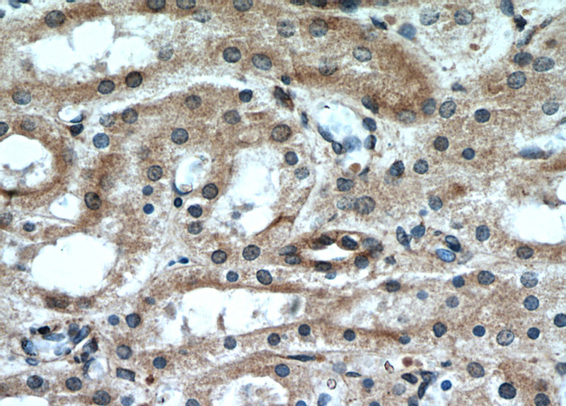 Immunohistochemical of paraffin-embedded human kidney using Catalog No:111202(GREM2 antibody) at dilution of 1:50 (under 40x lens)