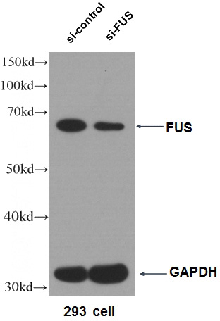 WB result of FUS antibody (Catalog No:110795, 1:5000) with si-Control and si-FUS transfected HEK 293 cells.