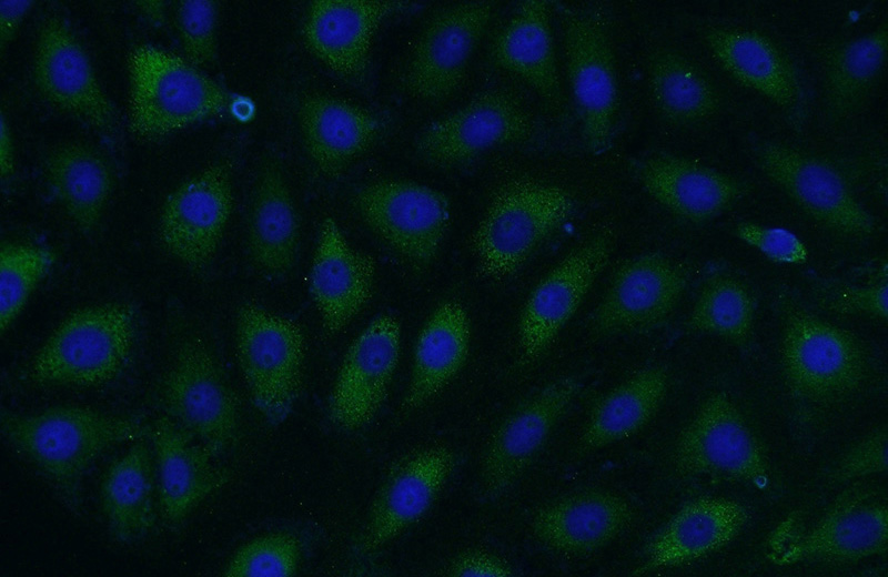 Immunofluorescent analysis of (-20oc Ethanol) fixed SH-SY5Y cells using Catalog No:115577(SPocD1 Antibody) at dilution of 1:50 and Alexa Fluor 488-congugated AffiniPure Goat Anti-Rabbit IgG(H+L)