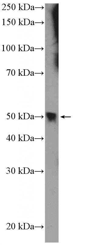 mouse spleen tissue were subjected to SDS PAGE followed by western blot with Catalog No:111264(HB9 Antibody) at dilution of 1:600
