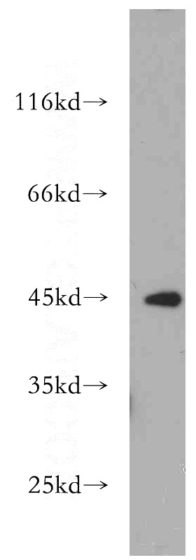 mouse cerebellum tissue were subjected to SDS PAGE followed by western blot with Catalog No:110505(EXOG antibody) at dilution of 1:500