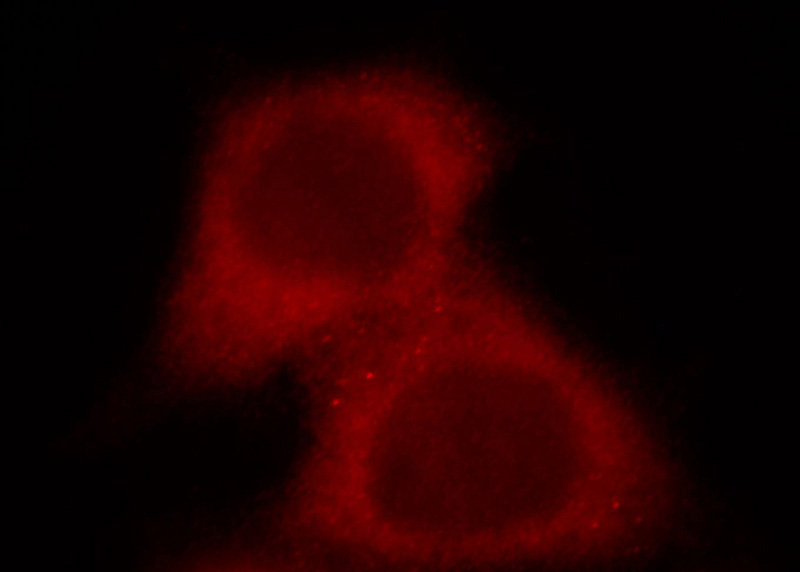 Immunofluorescent analysis of MCF-7 cells, using STIP1 antibody Catalog No:115709 at 1:25 dilution and Rhodamine-labeled goat anti-rabbit IgG (red).
