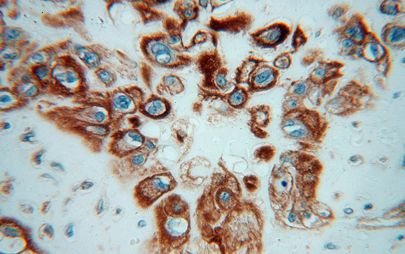Immunohistochemical of paraffin-embedded human placenta using Catalog No:112726(MSN antibody) at dilution of 1:50 (under 40x lens)