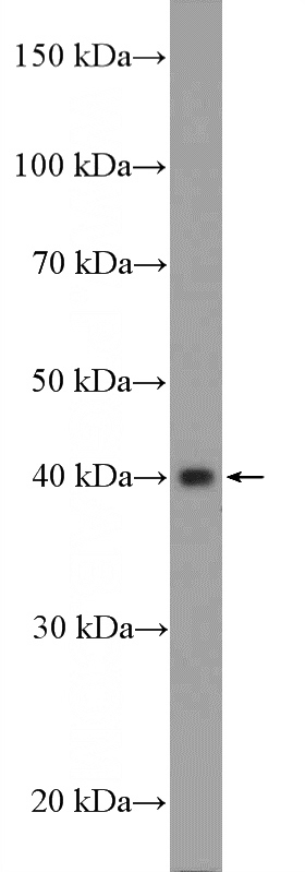 MCF-7 cells were subjected to SDS PAGE followed by western blot with Catalog No:115443(SNAI3 Antibody) at dilution of 1:600