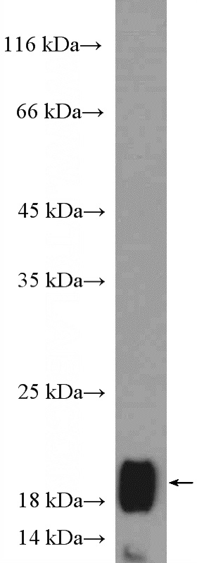 A431 cells were subjected to SDS PAGE followed by western blot with Catalog No:108800(C9orf46 Antibody) at dilution of 1:1000