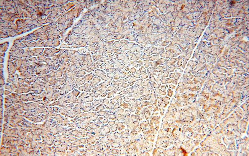 Immunohistochemical of paraffin-embedded human pancreas using Catalog No:108245(ARF3 antibody) at dilution of 1:50 (under 10x lens)