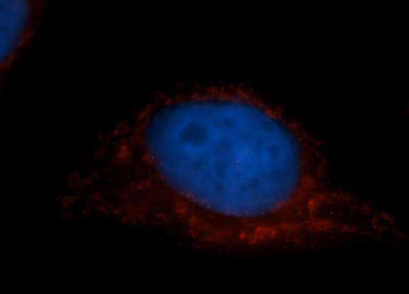 Immunofluorescent analysis of MCF-7 cells, using COX7C antibody Catalog No:109501 at 1:50 dilution and Rhodamine-labeled goat anti-rabbit IgG (red). Blue pseudocolor = DAPI (fluorescent DNA dye).