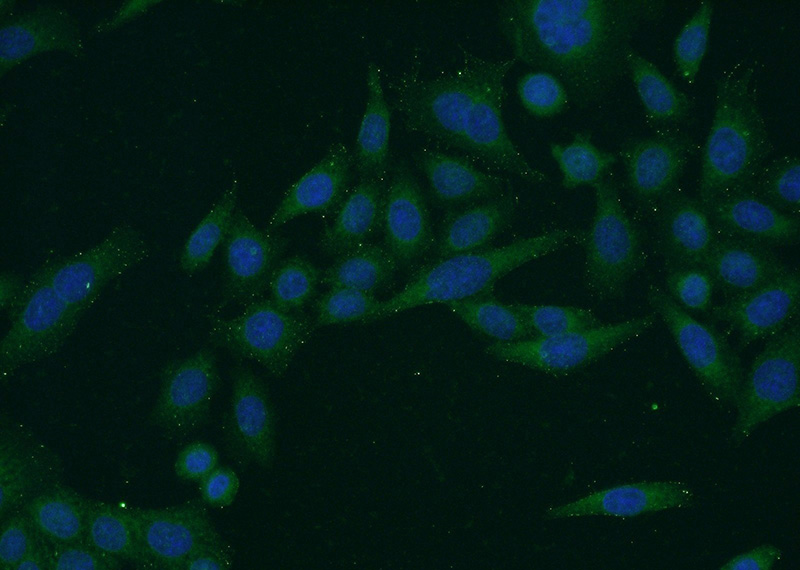Immunofluorescent analysis of HeLa cells using Catalog No:108684(C1orf92 Antibody) at dilution of 1:50 and Alexa Fluor 488-congugated AffiniPure Goat Anti-Rabbit IgG(H+L)